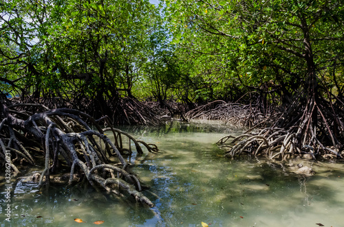 Tropical mangrove forest along coastal in Surin Island, Phangnga Bay, Thailand