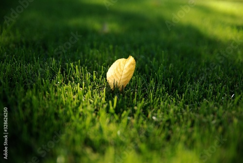 Yellow leaf on green grass