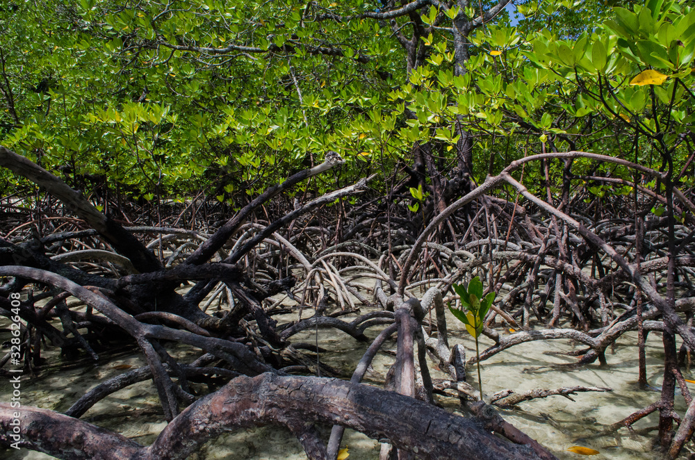 Tropical mangrove forest along coastal in Surin Island, Phangnga Bay, Thailand Tropical mangrove forest along coastal in Surin Island, Phangnga Bay, Thailand