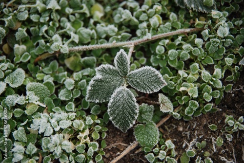 leaves and grass in hoarfrost