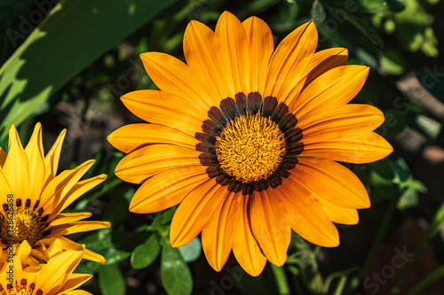 Beautiful bright yellow flower among green leaves. Summer. Close-up.Top view.