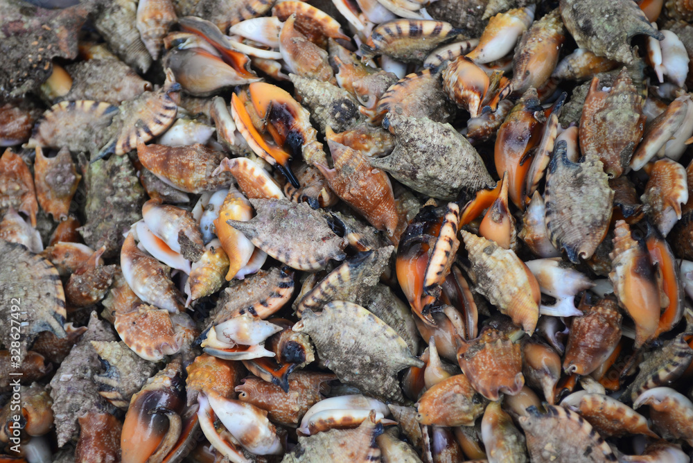 Group of Conch Sell in fresh seafood market