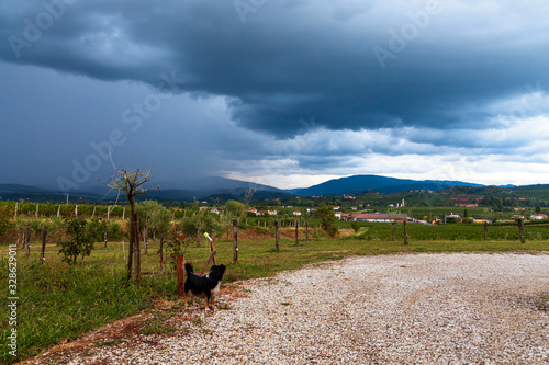 Paesaggio tipico di collina con cucciolo di cane, temporale e strada di campagna.