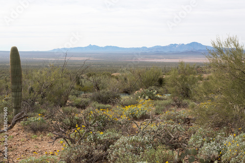 Wallpaper Mural Arizona Desert Torontodigital.ca