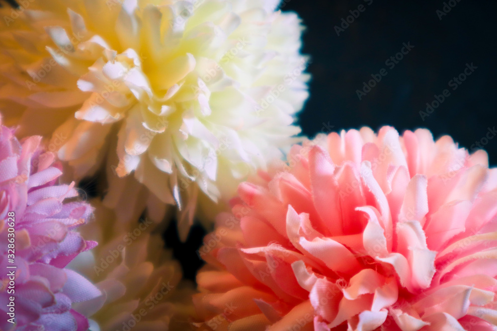 Fototapeta premium Beautiful abstract color yellow purple and pink flowers on black background and red and white flower frame and purple leaves texture, pink background, colorful graphics banner happy valentine