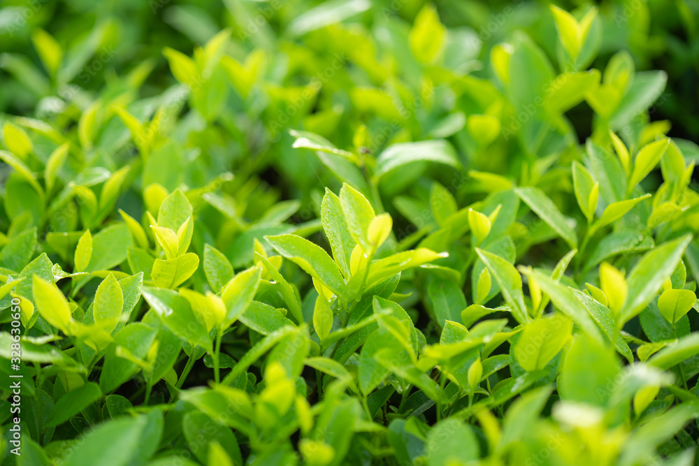 Green tea buds and leaves at early morning on plantation