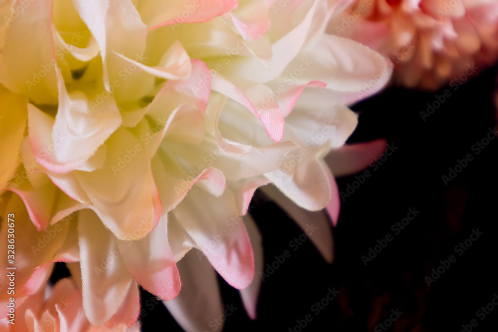 Obraz premium Beautiful abstract color yellow purple and pink flowers on black background and red and white flower frame and purple leaves texture, pink background, colorful graphics banner happy valentine