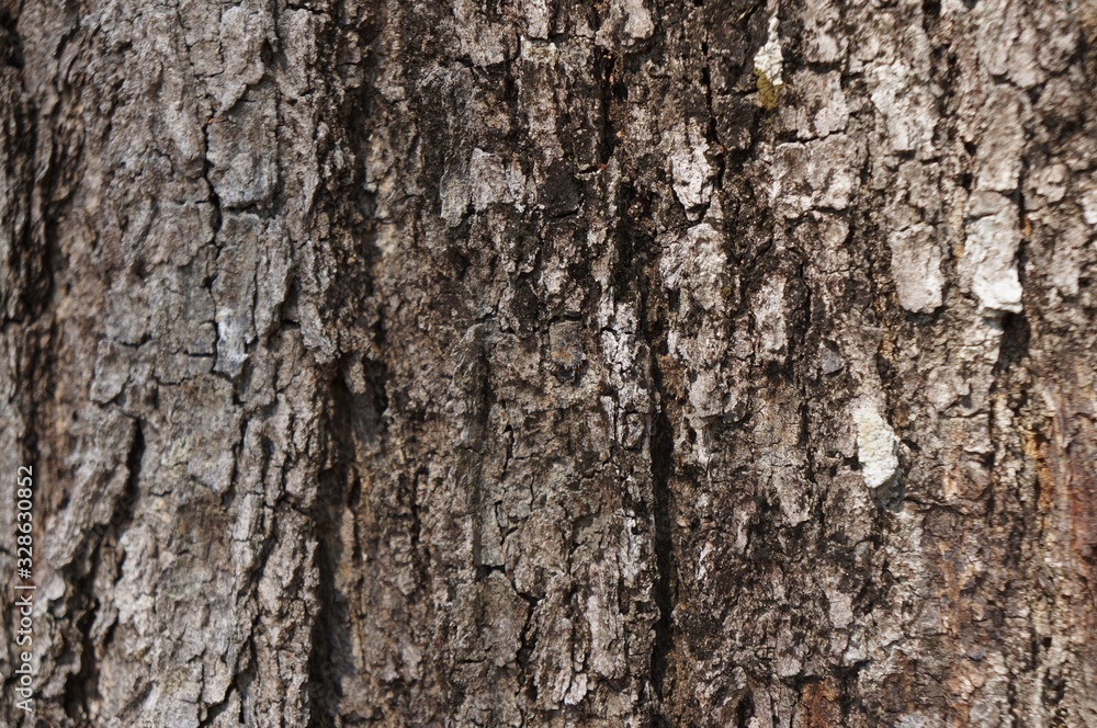 Embossed texture of the bark of trees. the vintage photo style of the old bark tree texture abstract background. Embossed texture of the bark of trees. the vintage photo style of the old bark tree texture abstract background.