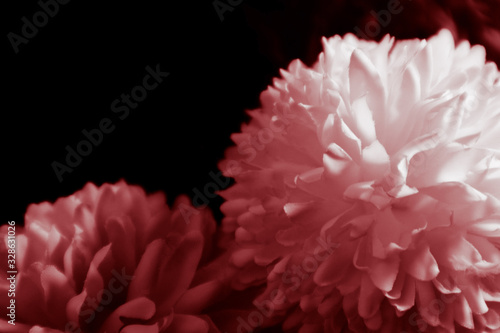 Beautiful abstract color pink and red flowers graphic on black background and light black and pink flower frame and pink leaves texture  dark background  red banner happy valentine
