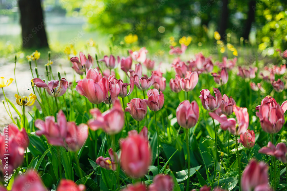 Tulips blooming in Seoul Forest Park Tulips blooming in Seoul Forest Park