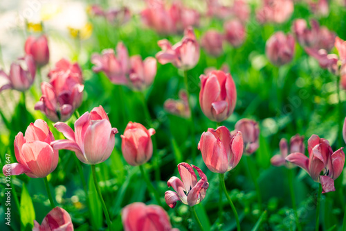 Fototapeta Naklejka Na Ścianę i Meble -  Tulips blooming in Seoul Forest Park