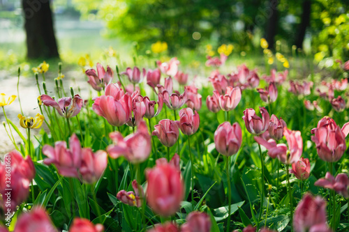 Tulips blooming in Seoul Forest Park