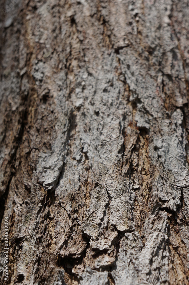 wood bark texture closeup for natural brown abstract bacgkround wood bark texture closeup for natural brown abstract bacgkround