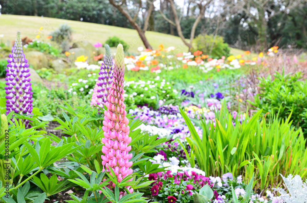 ルピナスのある花壇 Stock 写真 Adobe Stock ルピナスのある花壇 Stock 写真 Adobe Stock