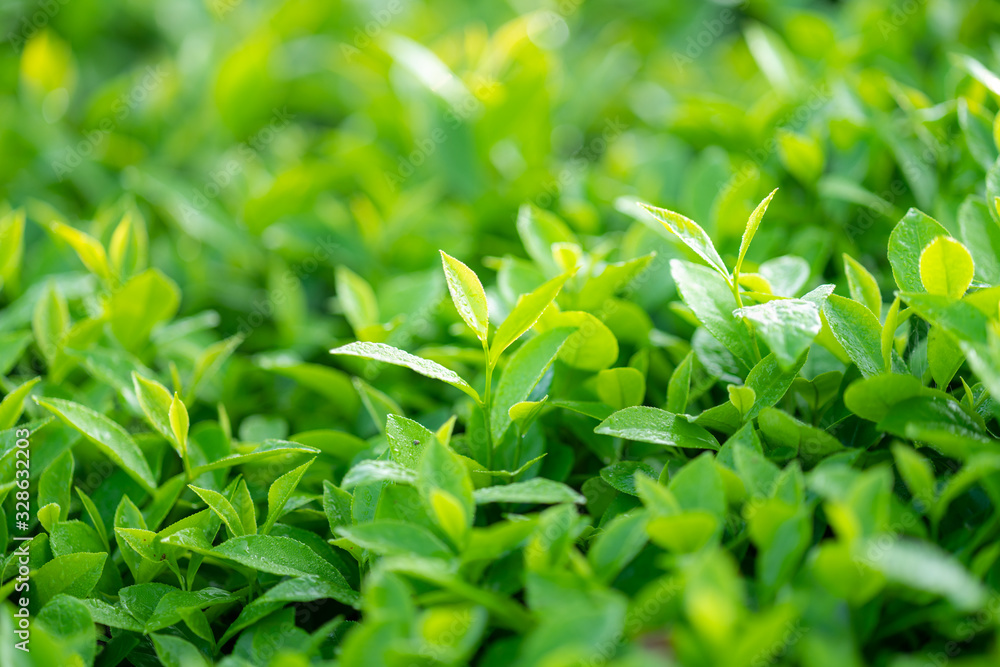 Obraz premium Green tea buds and leaves at early morning on plantation