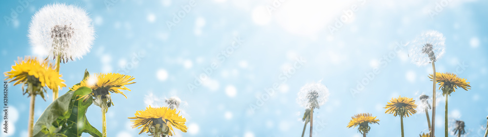Summer background dandelions on a background of blue sky with clouds web banner Summer background dandelions on a background of blue sky with clouds web banner