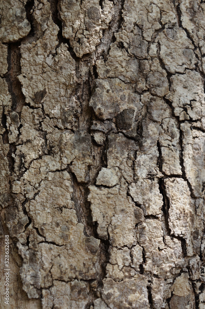 wood bark texture closeup for natural brown abstract bacgkround wood bark texture closeup for natural brown abstract bacgkround