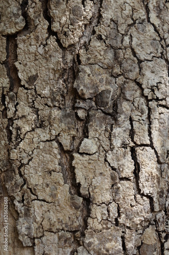 wood bark texture closeup for natural brown abstract bacgkround