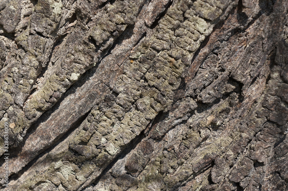 wood bark texture closeup for natural brown abstract bacgkround wood bark texture closeup for natural brown abstract bacgkround