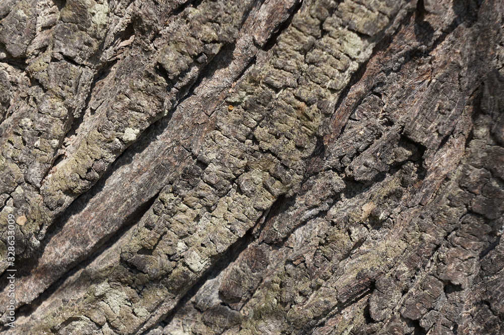 wood bark texture closeup for natural brown abstract bacgkround