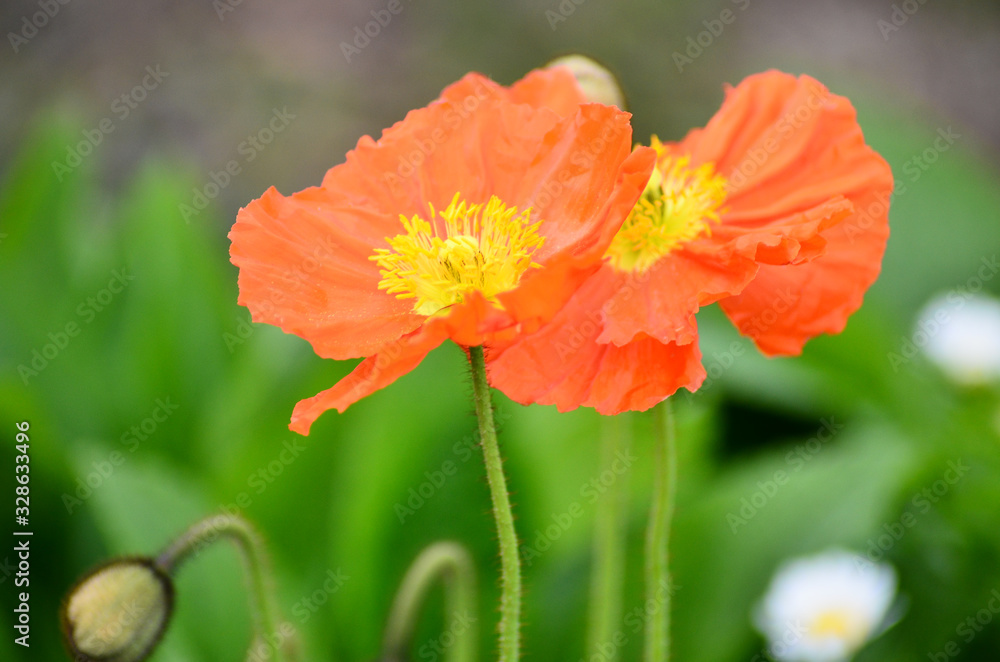 ヒナゲシの花 ヒナゲシの花