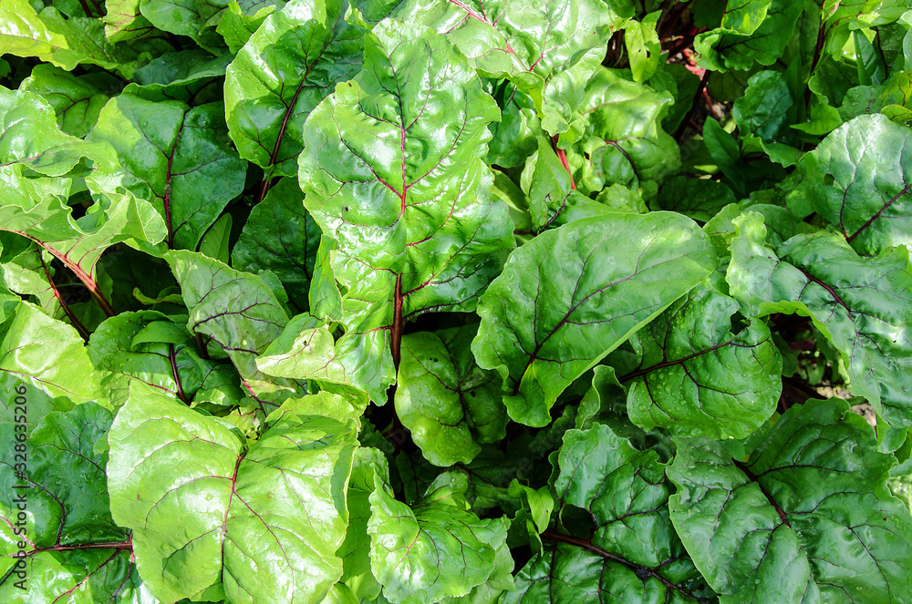 Leaf of beetroot. Organic Closeup beetroot leaves from garden bed. Beetroot vegetable sprout foliage Leaf of beetroot. Organic Closeup beetroot leaves from garden bed. Beetroot vegetable sprout foliage