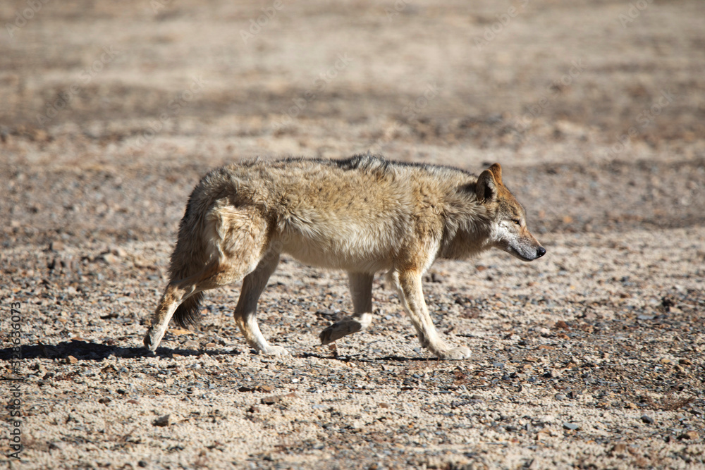 Fototapeta premium Tibetan Wolf, Canis lupus filchneri, Gurudonmar, Sikkim, India