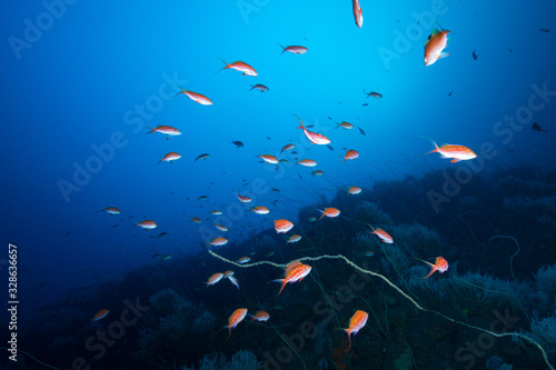 伊豆の海　サクラダイ