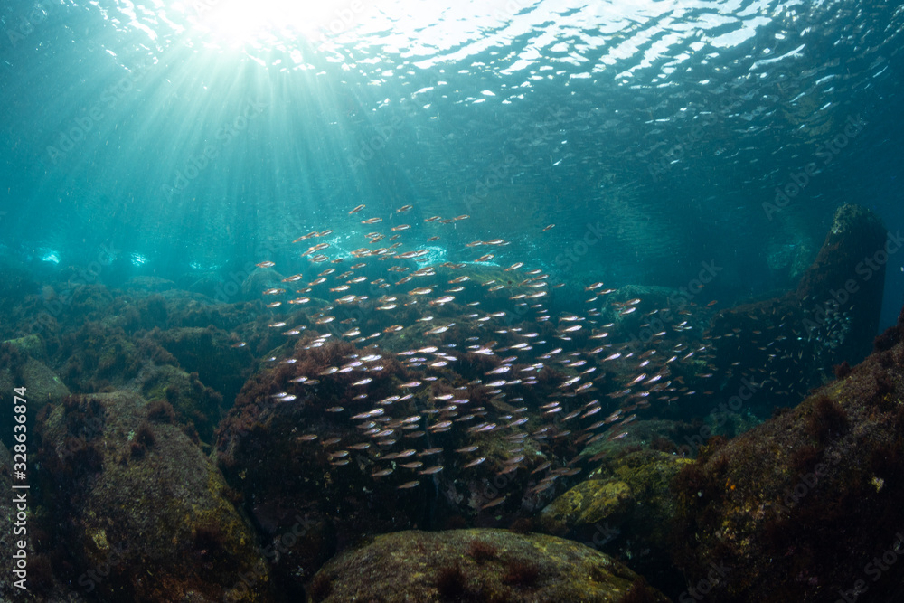 Fototapeta premium 伊豆の海 魚の群れ２