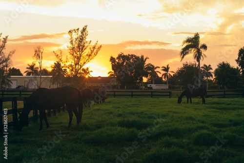 Sunset with horses