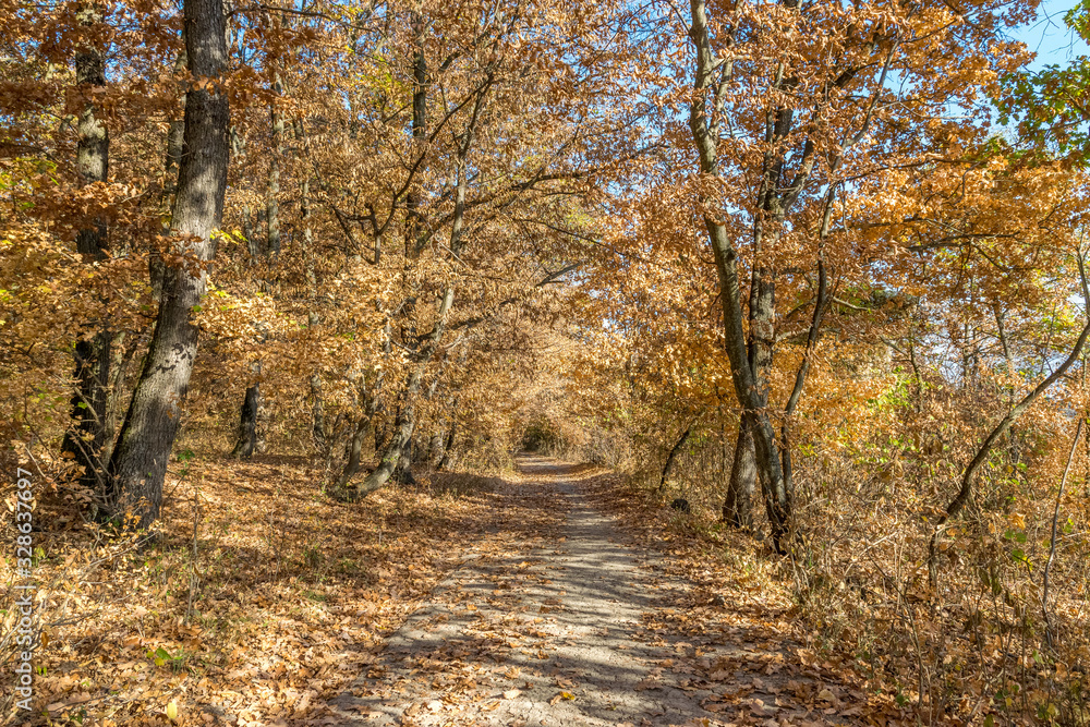 Obraz premium Hoia Baciu Forest - World’s Most Haunted Forest with a reputation for many intense paranormal activity and unexplained events. Inside Hoia Baciu Haunted Forest in Cluj-Napoca, Transylvania, Romania
