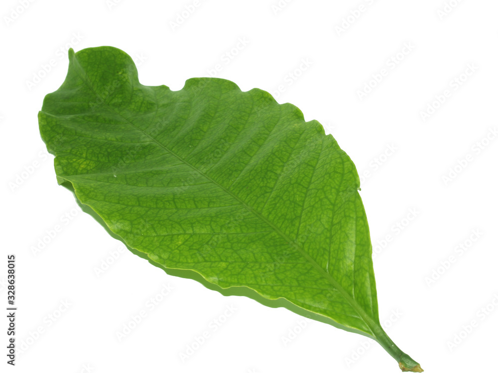 Coffee leaves isolated on a white background Coffee leaves isolated on a white background