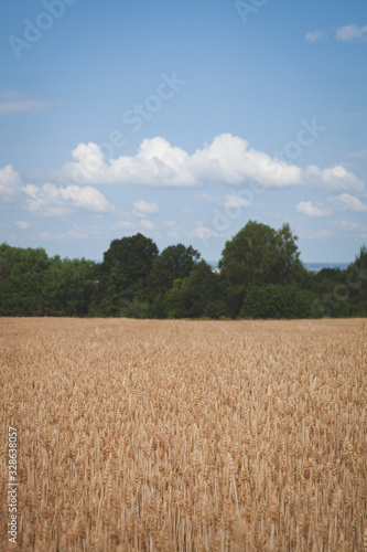 Golden Ears of Wheat Ripens in a Rural Meadow. Agriculture concept. A rich harvest of wheat.