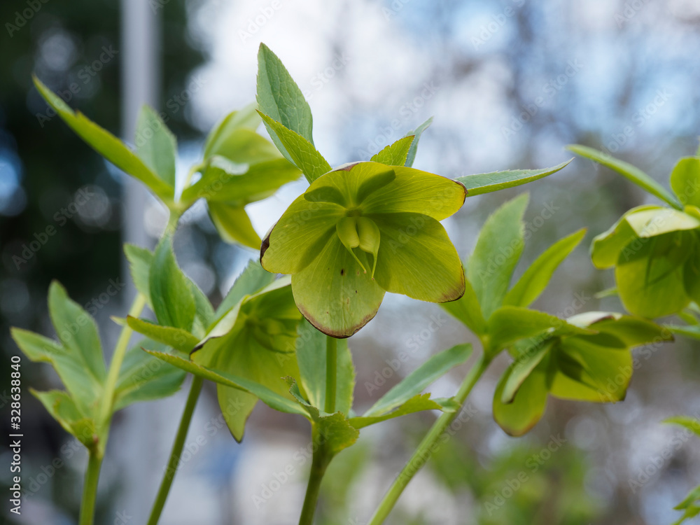 (Helleborus viridis) Hellébore vert à fleurs vert pâle à vert pomme et feuilles découpées, palmées et dentées (Helleborus viridis) Hellébore vert à fleurs vert pâle à vert pomme et feuilles découpées, palmées et dentées
