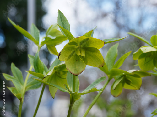 (Helleborus viridis) Hellébore vert à fleurs vert pâle à vert pomme et feuilles découpées, palmées et dentées