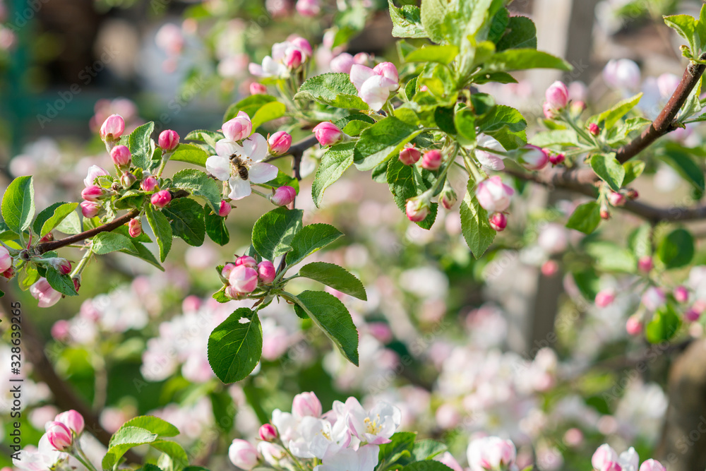 Honey bee pollinating apple blossom. The Apple tree blooms. honey bee collects nectar on the flowers apple trees. Bee sitting on an apple blossom. Spring flowers Honey bee pollinating apple blossom. The Apple tree blooms. honey bee collects nectar on the flowers apple trees. Bee sitting on an apple blossom. Spring flowers