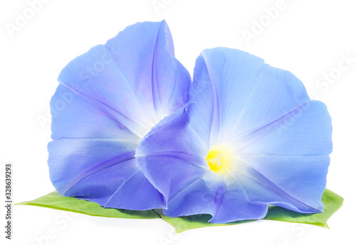 Flower ipomoea blue with leaves. photo
