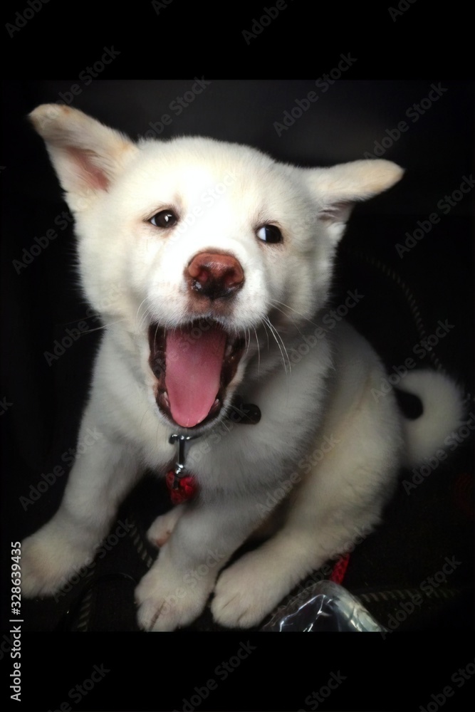 Fototapeta premium Tired Puppy Yawn