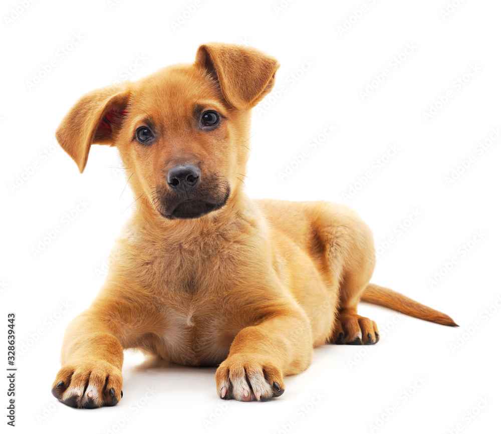 Obraz premium One little dog.