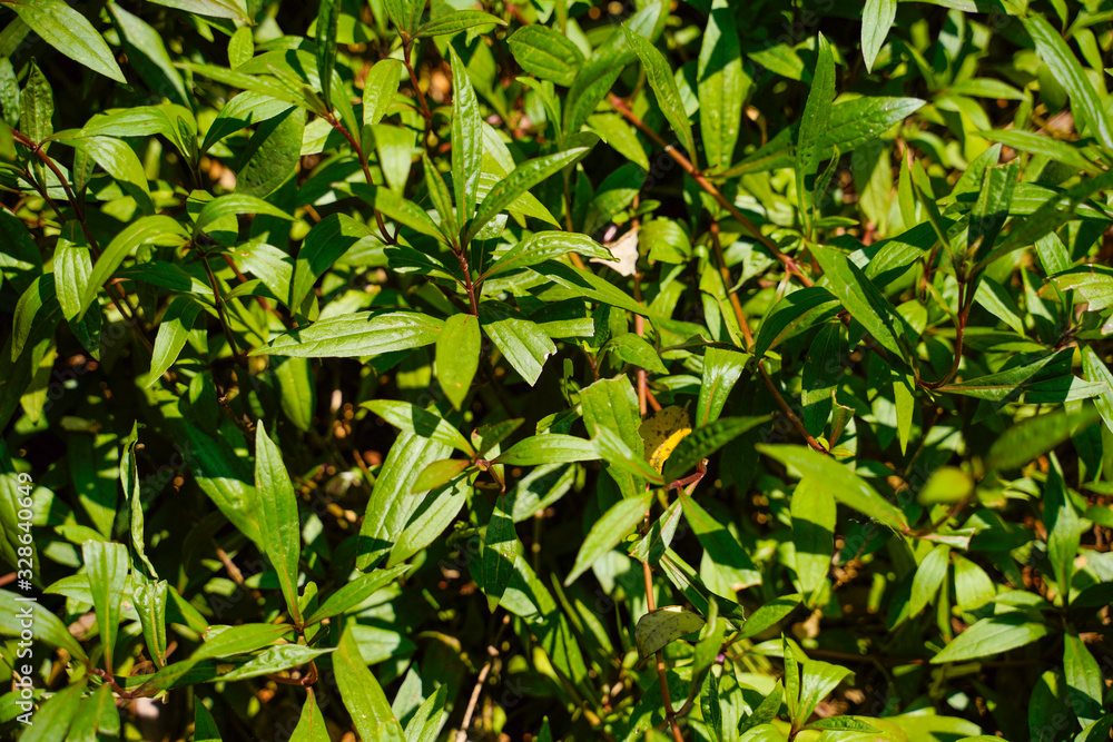 gaultheria procumbens plant in Kerala 