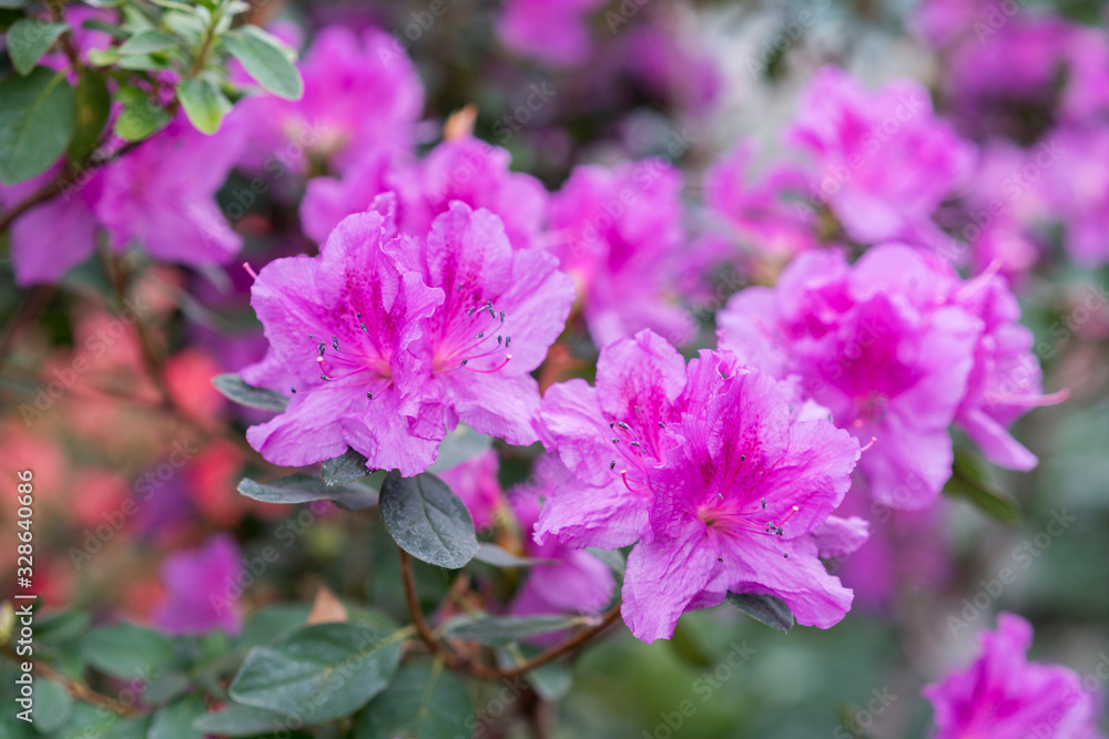 royal azalea blossom, violet, radiant color. Flowering purple azaleas in the winter garden. Horizontal closeup image of Rhododendron. Season of flowering azaleas royal azalea blossom, violet, radiant color. Flowering purple azaleas in the winter garden. Horizontal closeup image of Rhododendron. Season of flowering azaleas