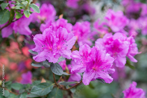 royal azalea blossom  violet  radiant color. Flowering purple azaleas in the winter garden. Horizontal closeup image of Rhododendron. Season of flowering azaleas