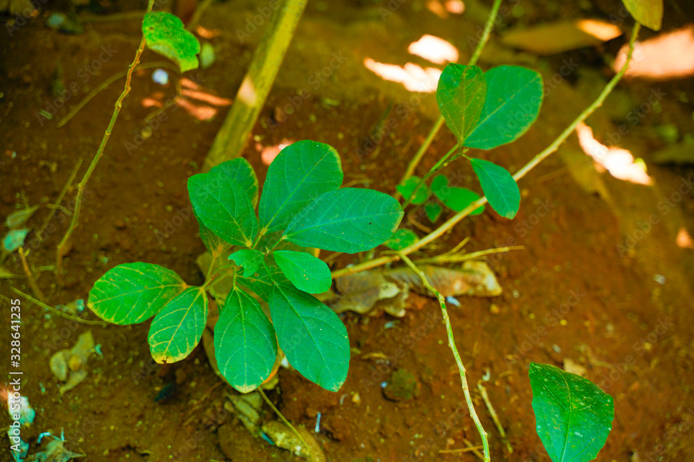 gaultheria procumbens plant in Kerala gaultheria procumbens plant in Kerala
