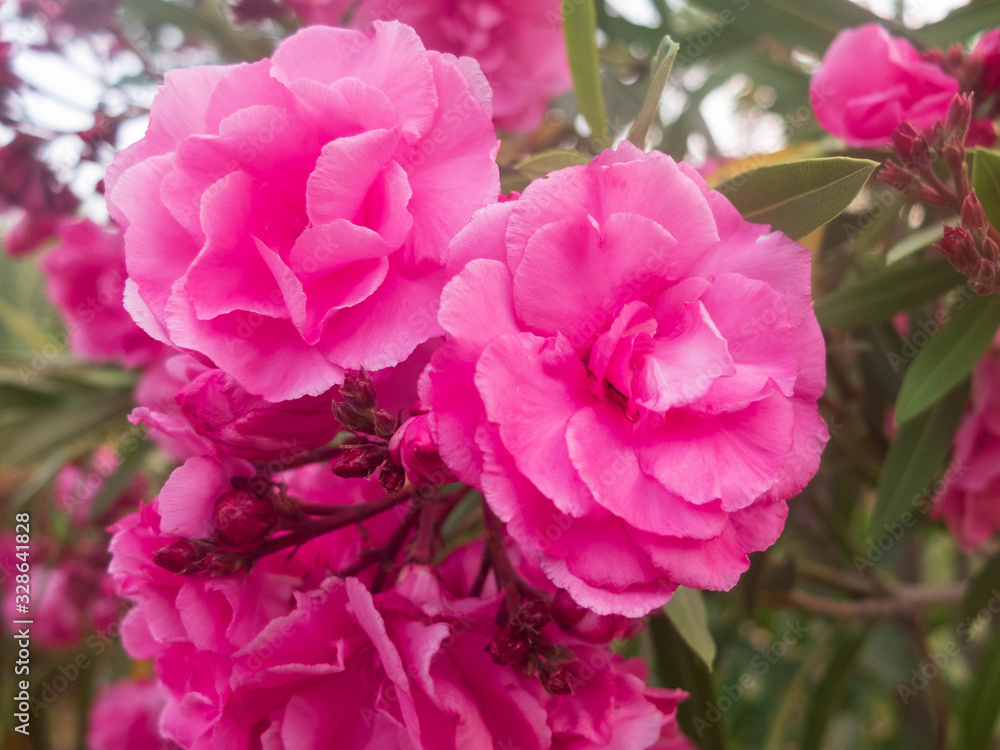 Pink flowers of common peonys. Paeonia officinalis