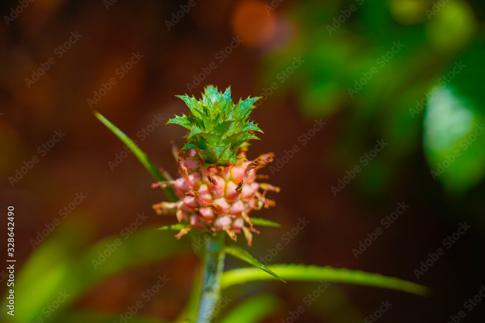 Pineapple fruit and plant in Kerala Pineapple fruit and plant in Kerala