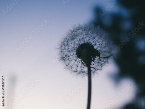 dandelion in the evening in the garden  Russia