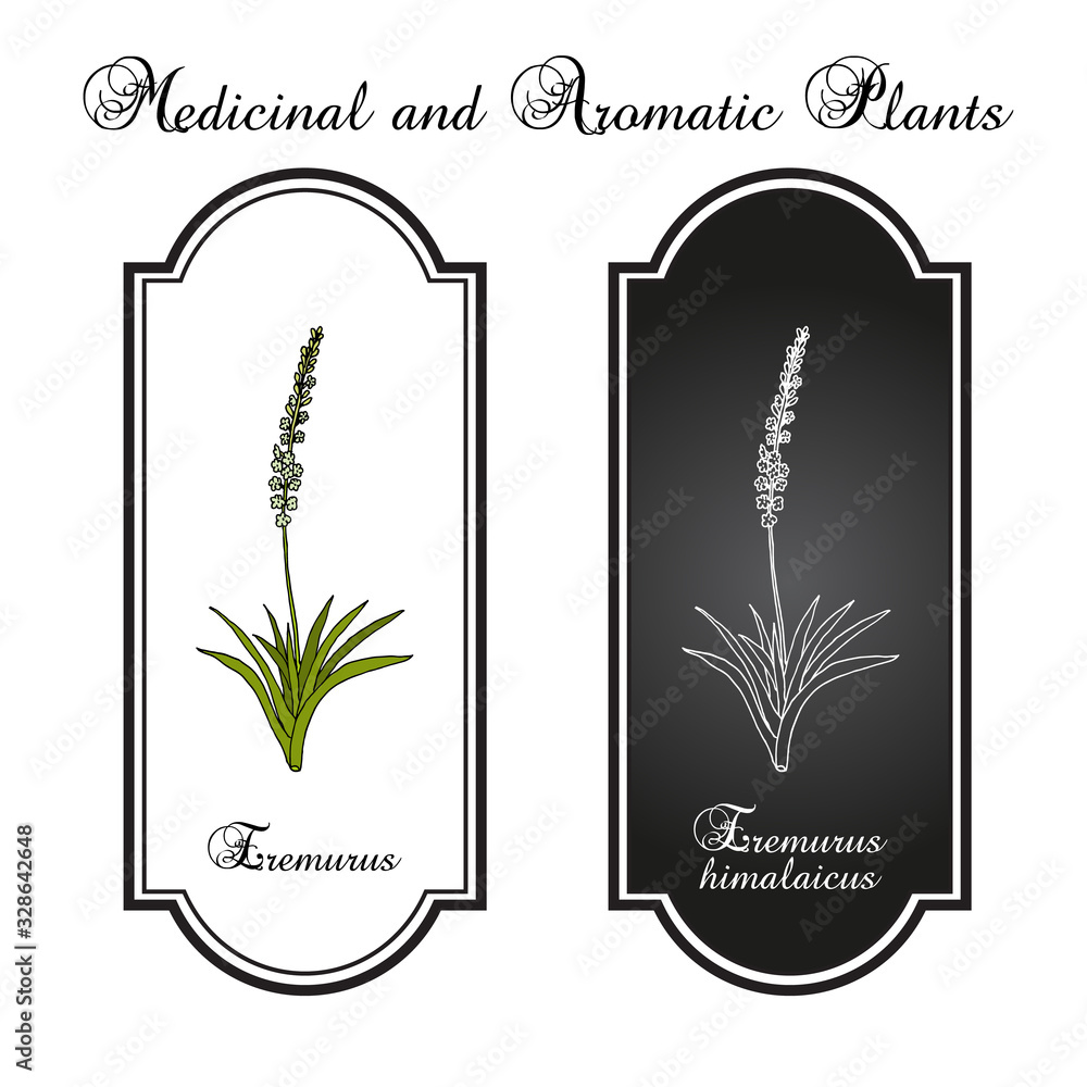 Eremurus himalaicus, or foxtail lilies, ornamental and medicinal plant