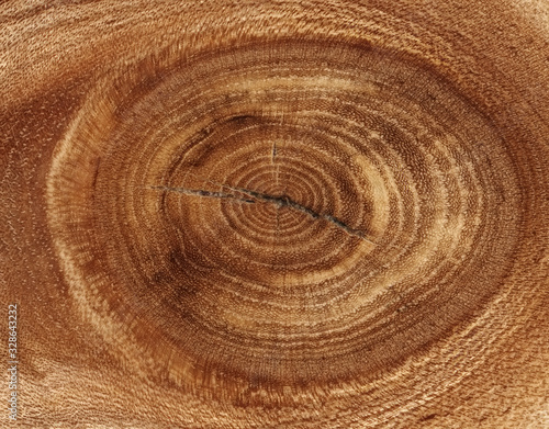 A close up of the cut rings texture of ash tree
