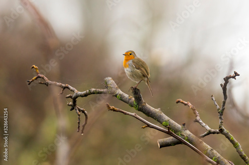 european robin in the beautiful green forest