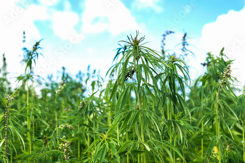 Hemp, cannabis plant in the countryside in cloudy sky background, farmer growing cannabis plants, agriculture concept
